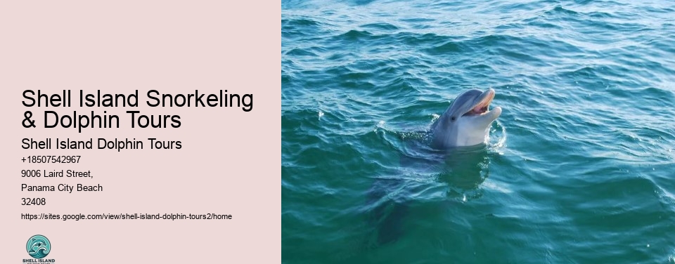 Shell Island Snorkeling & Dolphin Tours